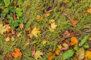 Farklı büyük çok renkli sarı turuncu ve yeşil sonbahar yaprakları yere düşer.