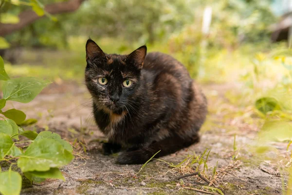 Lindos Hermosos Gatos Callejeros Con Ojos Bonitos Gatito Pequeño Hambrientos —  Fotos de Stock