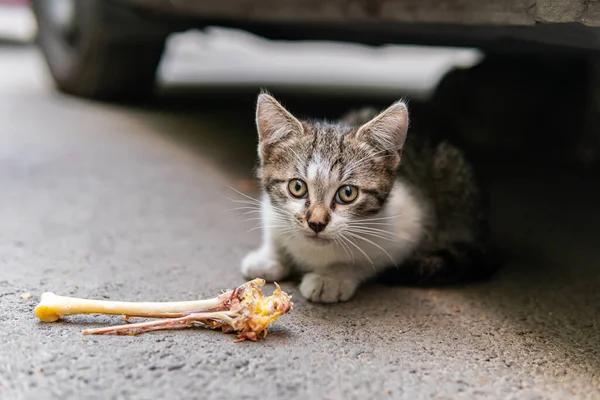 Söta Och Vackra Gatukatter Med Vackra Ögon Liten Kattunge Hungriga — Stockfoto