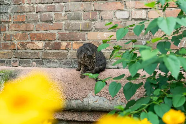 Lindos Hermosos Gatos Callejeros Con Ojos Bonitos Gatito Pequeño Hambrientos —  Fotos de Stock