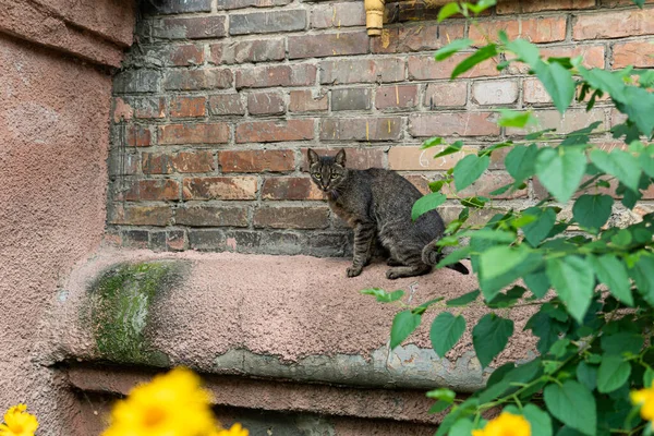 Χαριτωμένες Και Όμορφες Γάτες Του Δρόμου Όμορφα Μάτια Μικρό Γατάκι — Φωτογραφία Αρχείου