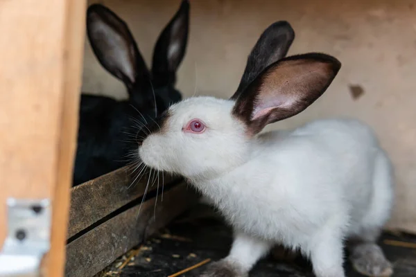 Siyah Kulakları Burnu Olan Büyük Beyaz Bir Tavşan — Stok fotoğraf