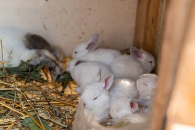 Küçük, minik beyaz tavşanlar, tavşancık.