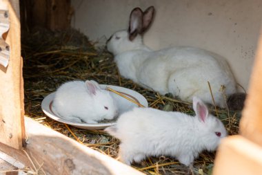 Küçük, minik beyaz tavşanlar, tavşancık.