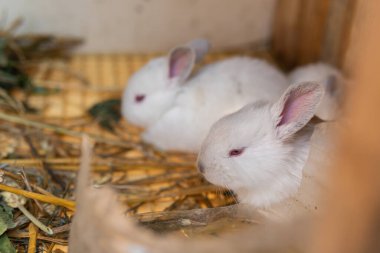 Küçük, minik beyaz tavşanlar, tavşancık.