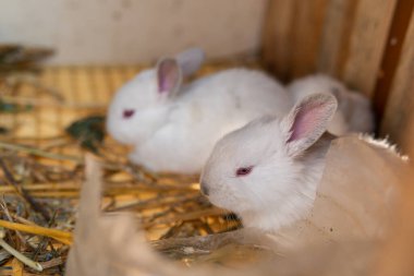 Küçük, minik beyaz tavşanlar, tavşancık.