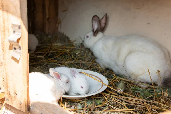 Little Tiny Cute White Rabbits Bunny — Stock Photo, Image