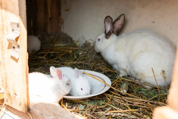 Little Tiny Cute White Rabbits Bunny — Stock Photo, Image