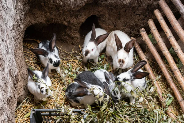 Big beautiful rabbits, bunny near a rabbit-hole (form)