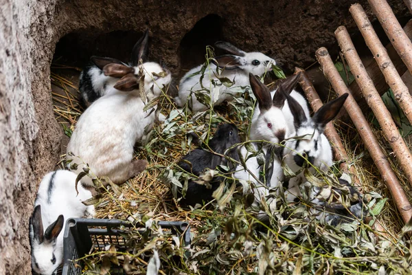 Big beautiful rabbits, bunny near a rabbit-hole (form)