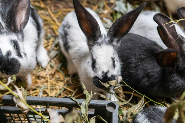 Büyük Güzel Tavşanlar Tavşan Deliğine Yakın Tavşanlar Biçim — Stok fotoğraf