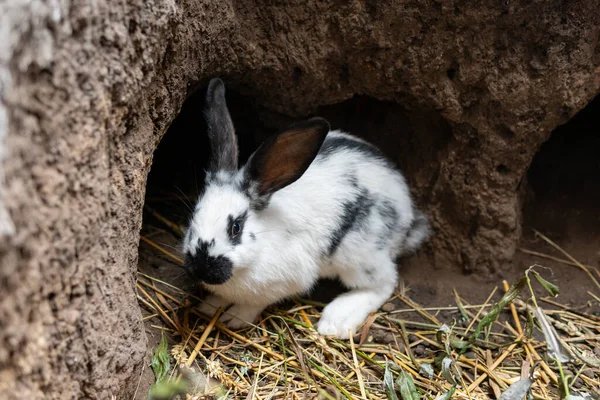 Big beautiful rabbits, bunny near a rabbit-hole (form)