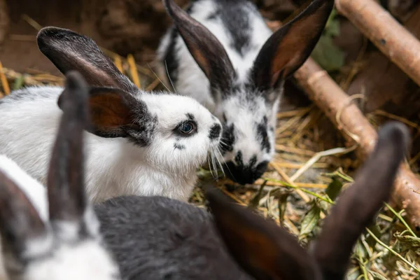 Big beautiful rabbits, bunny near a rabbit-hole (form)