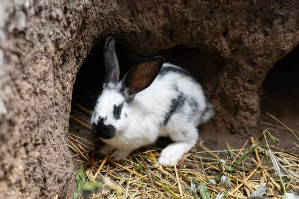 Big Beautiful Rabbits Bunny Rabbit Hole Form — Stock Photo, Image