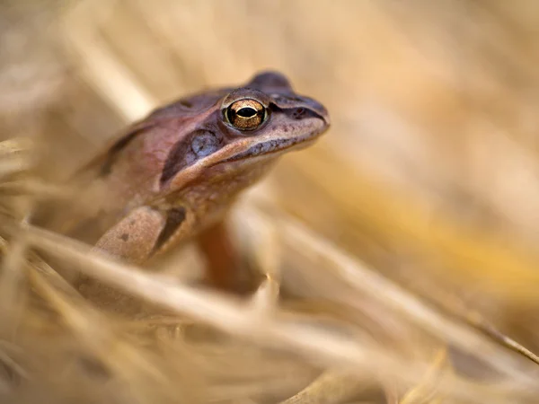 Kikker in een gras — Stockfoto