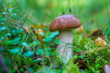 Çimlerde beyaz mantar