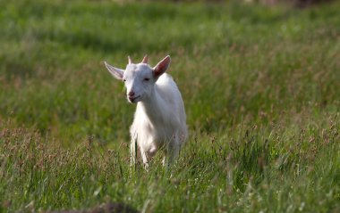 Genç Beyaz keçi ile yer bir kenara yaz gününde çayır otlatma