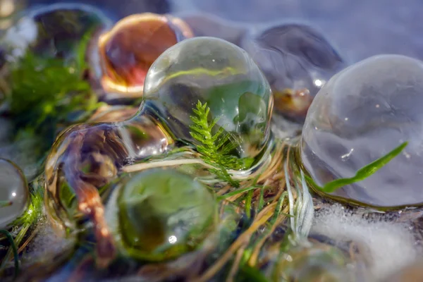 Buzla kaplı yeşil bitkiler