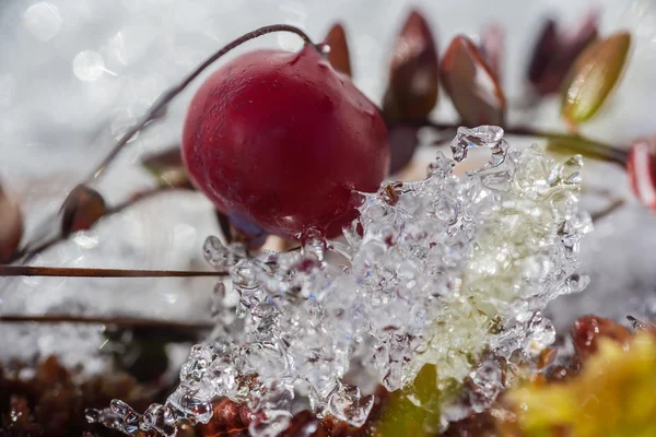 Cranberries covered with snow in the swamp — Stock Photo, Image