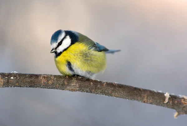 Dal sarı baştankara