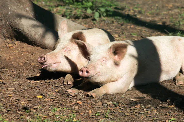 Två stora grisar sover på marken på en solig dag — Stockfoto