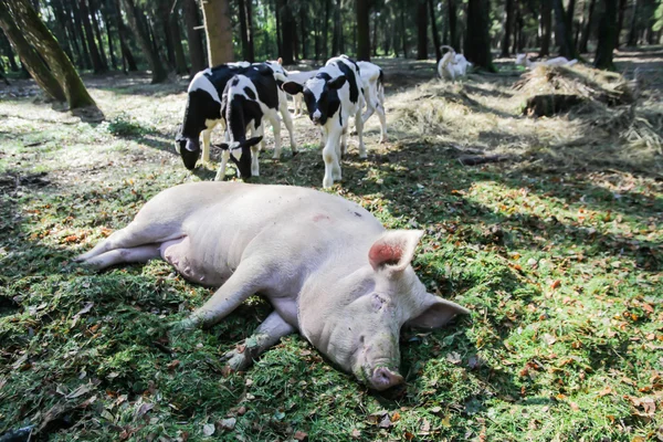 Büyük domuz yere güneşli bir günde, inekler arka planda, seçici odak uyuyor.