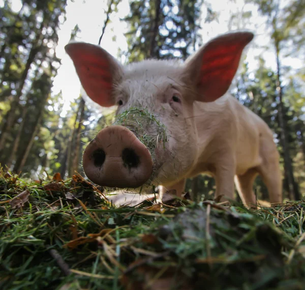 Küçük meraklı piglet, seçici odak — Stok fotoğraf