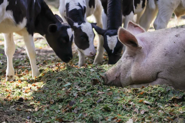 Stor gris sova på marken på en solig dag, korna i bakgrunden, selektiv inriktning — Stockfoto