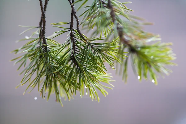 Yağmur damlaları iğnelerle Ladin ağacı