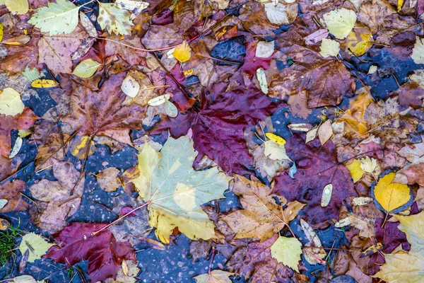 Parlak renkli düşen yapraklar sonbaharda yatan