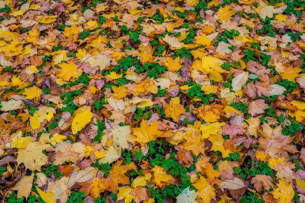 Parlak renkli düşen yapraklar sonbaharda yatan