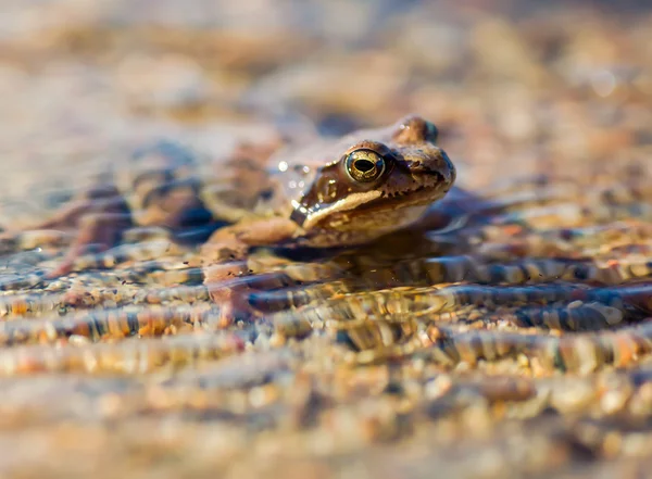 Açık güneş ışığı su küçük kurbağa