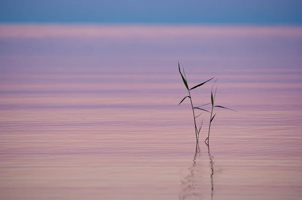 Reeds in a calm water at sunset — Stock Photo, Image