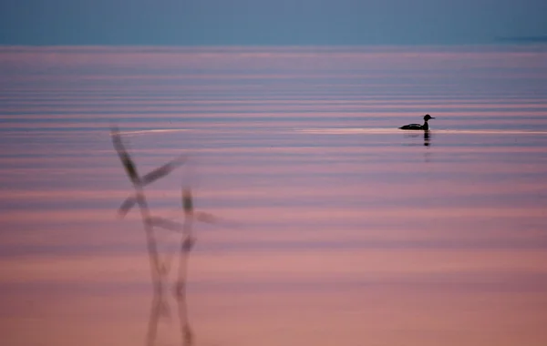 Sazlık ve günbatımında sakin suda ördek
