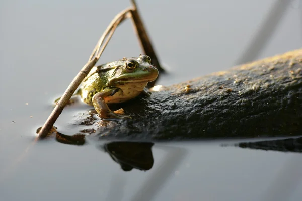 Groene kikker op een houten log in het water — Stockfoto