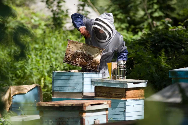 Arıcı koruyucu kıyafetli bir arı kovanı kovanlar yakınındaki çalışır