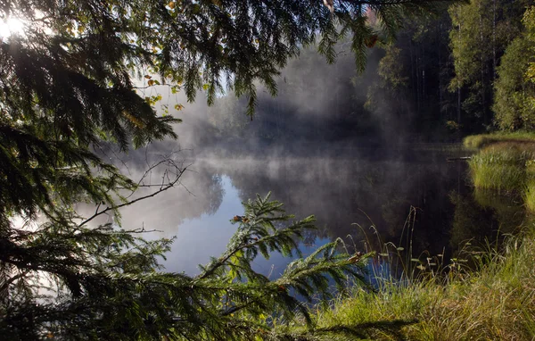Sabahın erken saatlerinde ormandaki Nehri üzerindeki sis