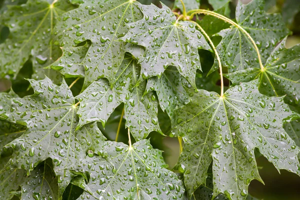 Akçaağaç yağmur damlaları ile kapalı bırakır