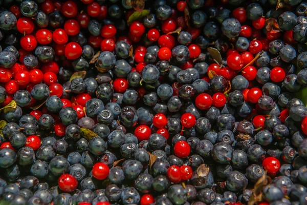 Yaban mersini ve kızılcık yakın çekim
