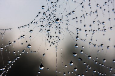 Örümcek ağındaki çiy damlaları