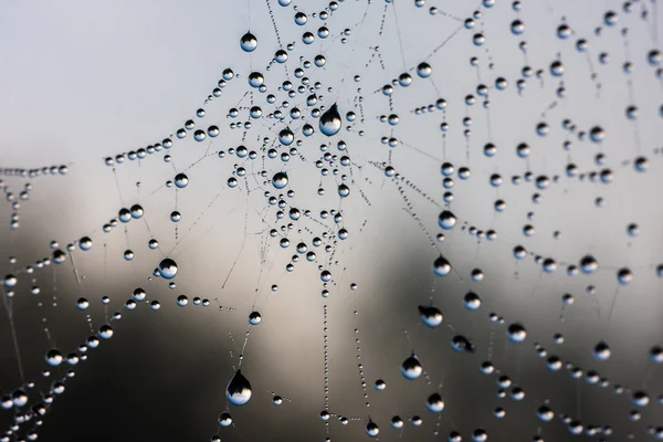 Örümcek ağındaki çiy damlaları