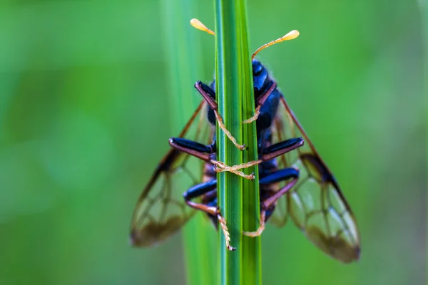 Sinek çimen bıçak sekmeleri tutar