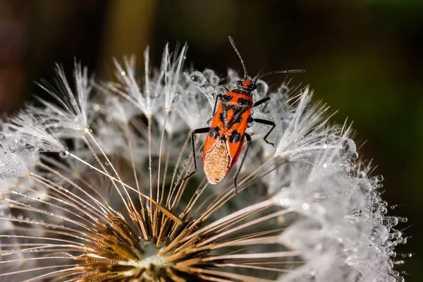 Bir karahindiba üzerinde kırmızı beetle