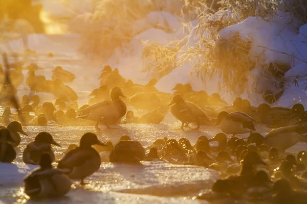 Ördekler bir nehir üzerinde soğuk bir günde gurup