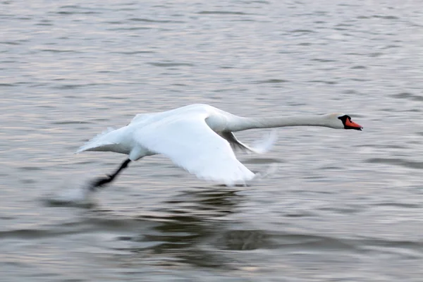 White swan taking off from the water surface — Stock Photo, Image