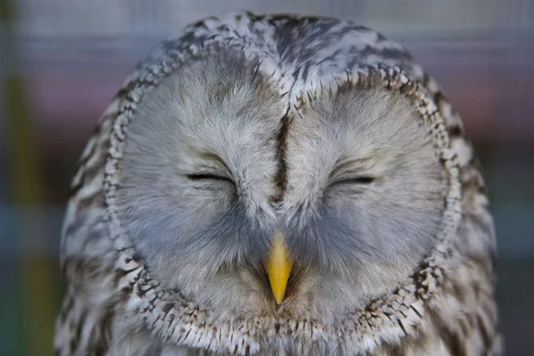 Bir baykuş ile başkanı gözler, yakın çekim kapalı