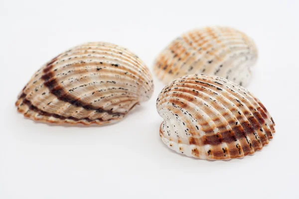 beyaz zemin üzerinde üç deniz kabuklarını