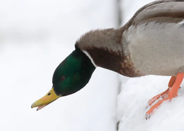 Bir kar üzerinde erkek ördek