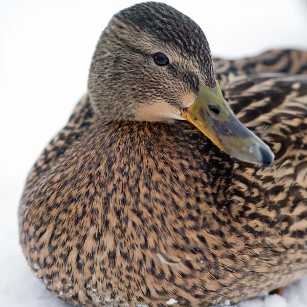 Beyaz bir arka plan üzerinde kadın ördek