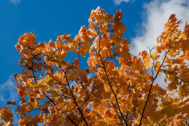 Akça ağaç ile güçlü bir rüzgar sarı yapraklarda
